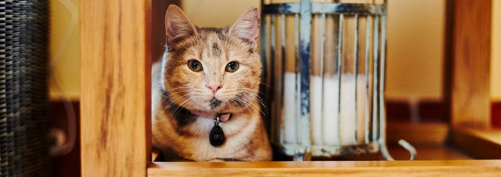 Rspca store cat scratcher