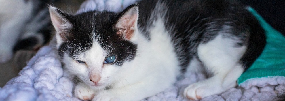 Black and white kittens best sale near me