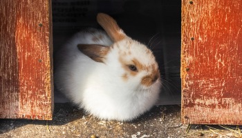 can bunnies love like dogs do