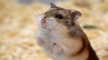 russian dwarf hamster care
