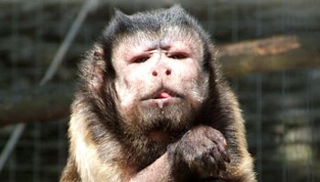 Baby capuchin monkey for sale hot sale near me