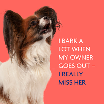 what can be done about a barking dog