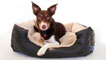 Best dog bed for older best sale dogs