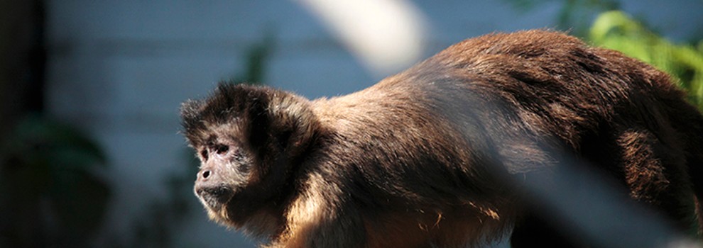 Black cap capuchin for 2024 sale