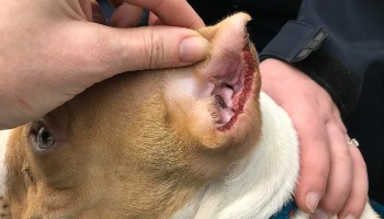 Dog ear shop cut treatment