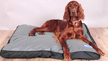 Lifemax rspca shop tough dog bed