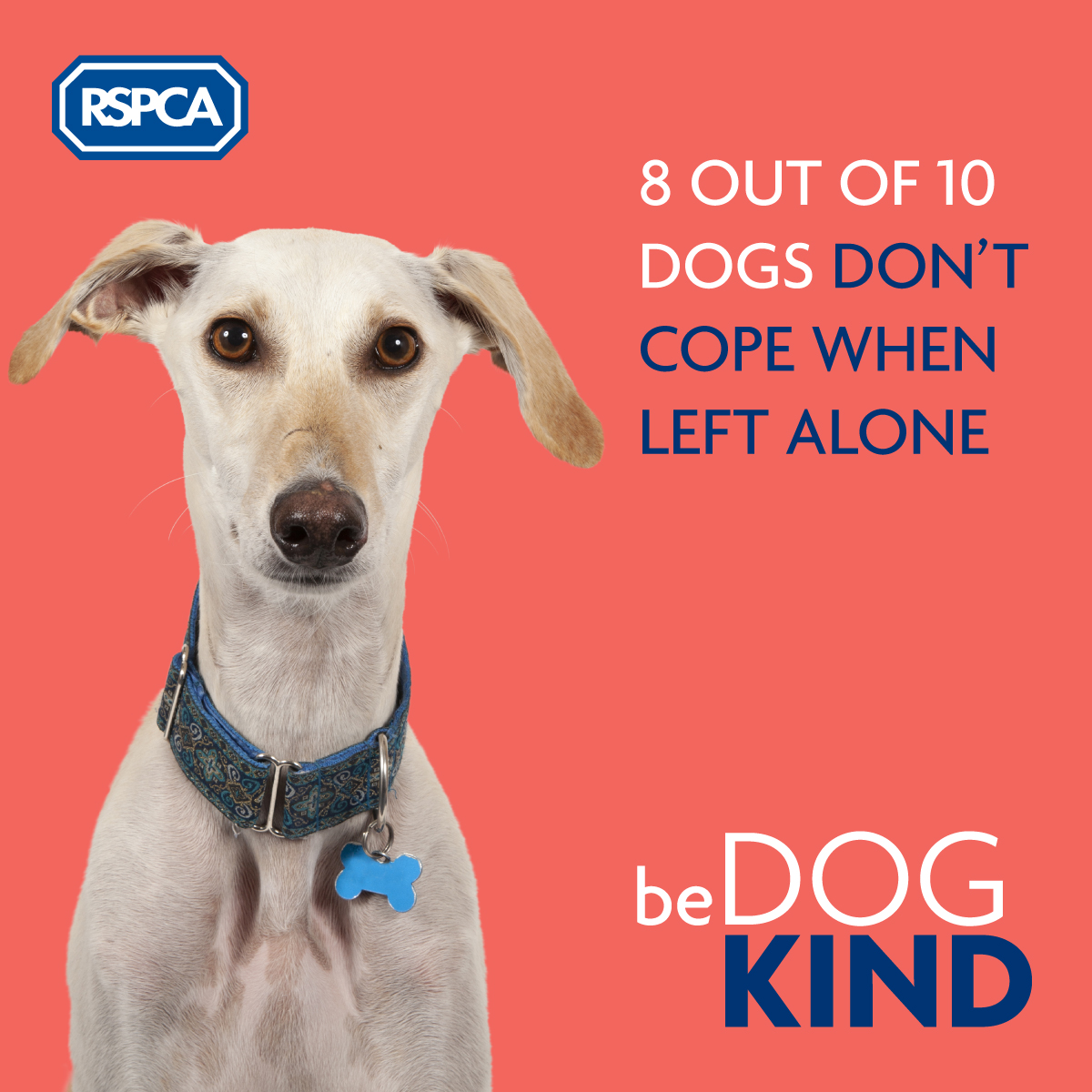 What should I feed my dog? – RSPCA Knowledgebase