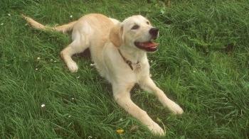 Young Retriever dog lying in a grassy field © Andrew Forsyth/RSPCA