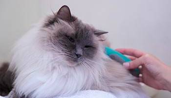 Cat grooming hot sale