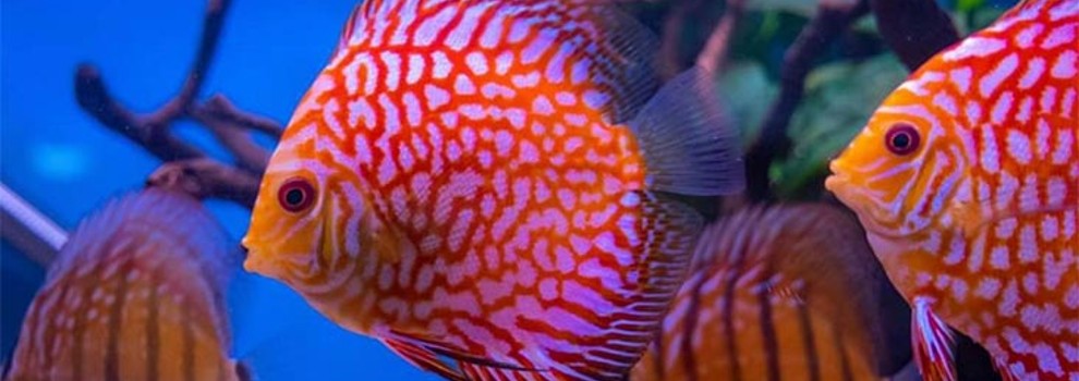 Kinds of hot sale tropical fish