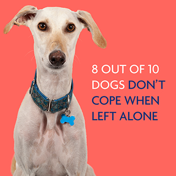 can dogs develop separation anxiety