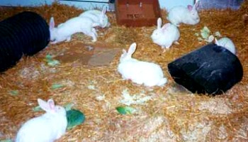 Feeder rabbits clearance