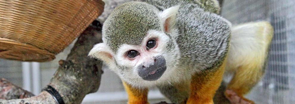 Squirrel monkeys store as pets