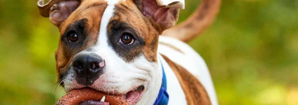 how long before a boxer puppy calms down