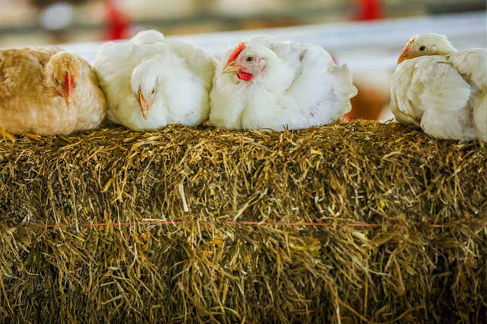 Four chickens sat on a bale of hay