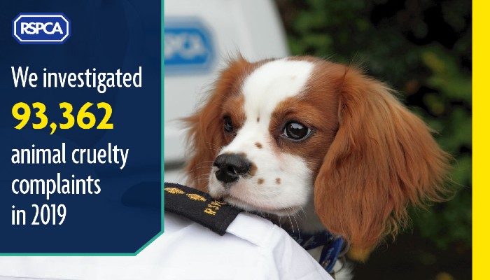 37++ Animal cruelty investigator job requirements information