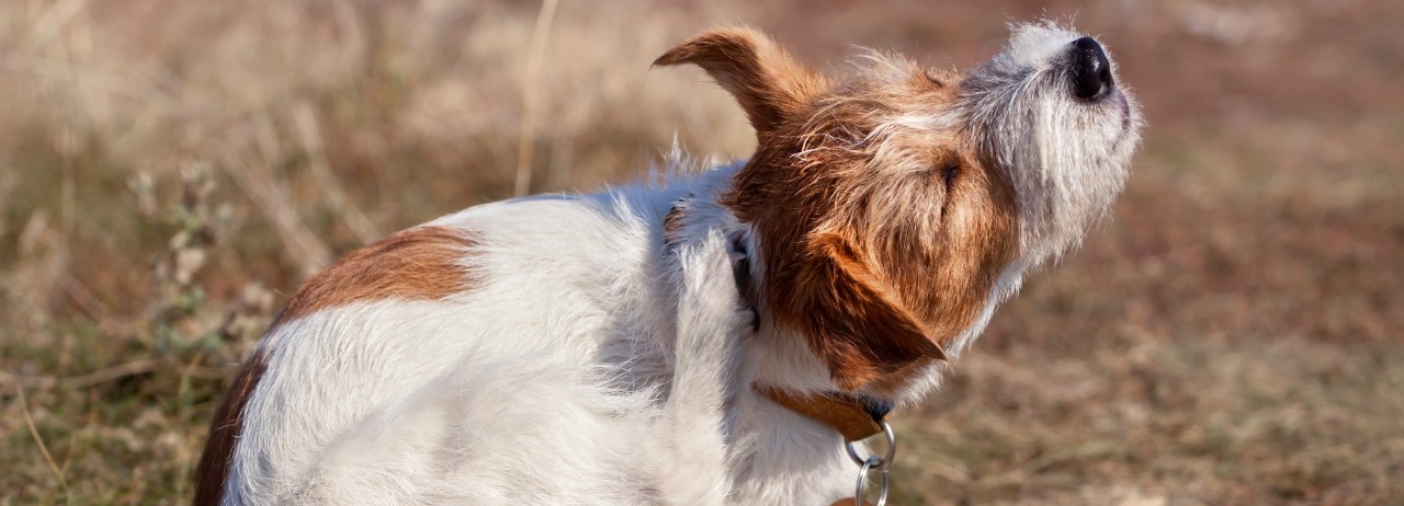 are fleas on cats and dogs the same