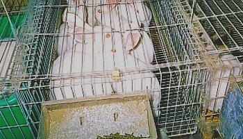 Meat hotsell rabbit cage