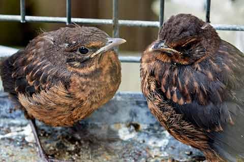 Two blackbird fledglings out of a nest.