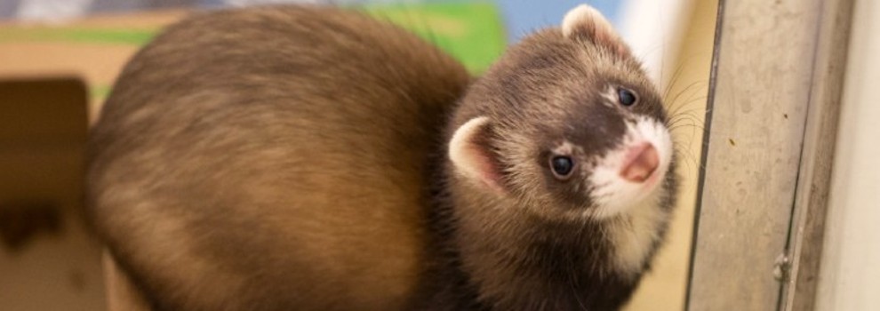 Ferret shops fur