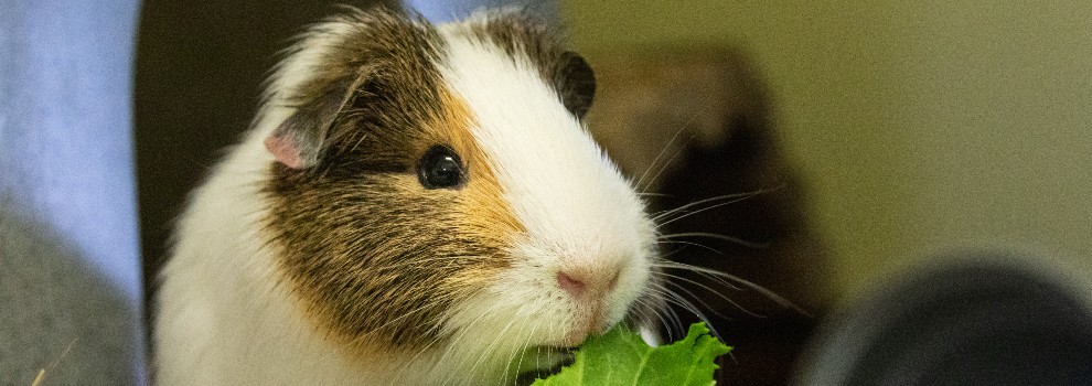 Guinea Pigs | Ingleside Animal Hospital