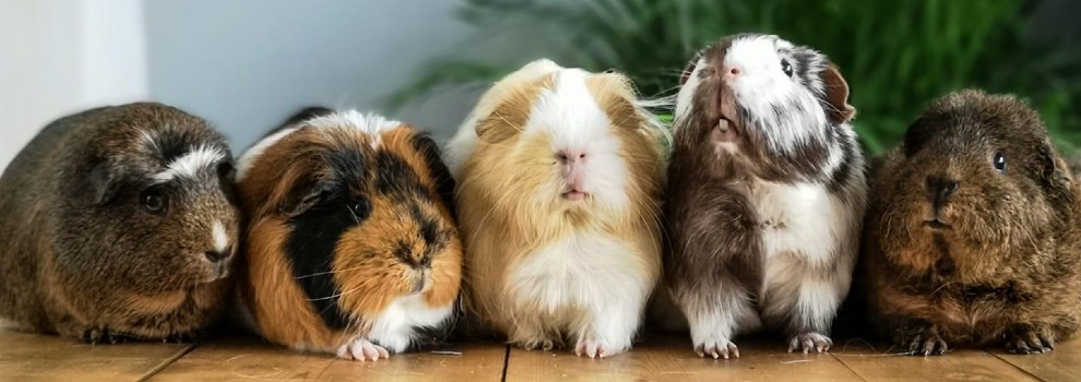 can guinea pigs bond with dogs