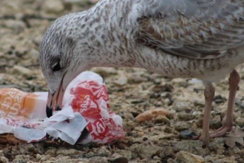 Have We All Missed the Point About Seagulls? — Save Coastal Wildlife