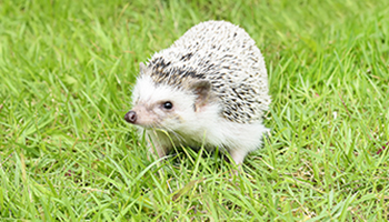 really cute white hedgehogs