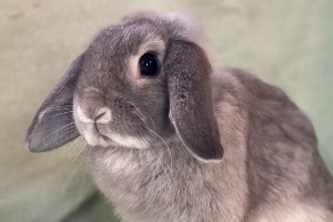 Fur and Spikes - This rabbit breed is sometimes referred to as