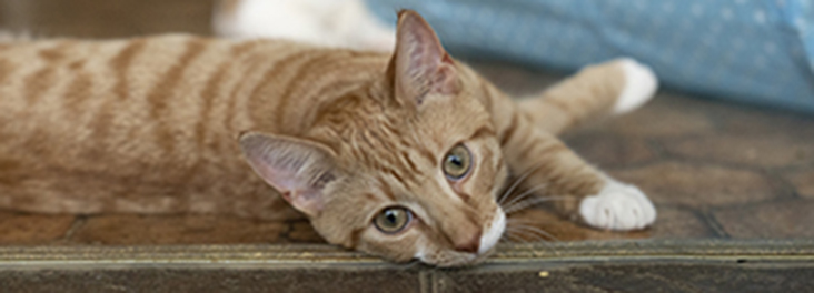 difference between neutered and unneutered cats