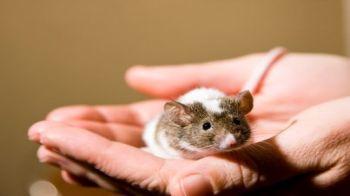 How To Properly Care For Mice Other Rodents Rspca