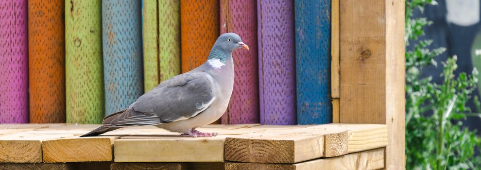 How to Catch a Pigeon or Dove in Need of Rescue