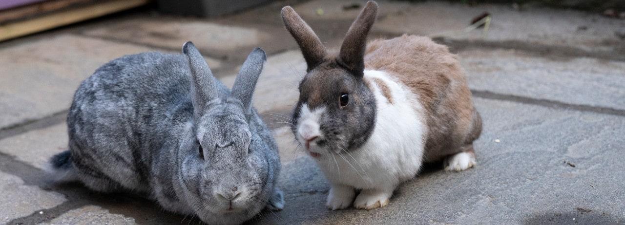 Rabbit Advice Tips And Health Information Rspca