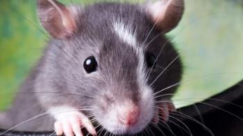 Guidance On Caring For Your Rat Rodents Rspca