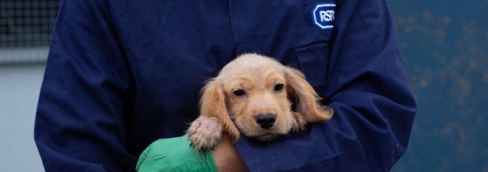 what happens to unsold puppies at pet stores