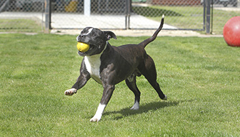 RSPCA câine captură