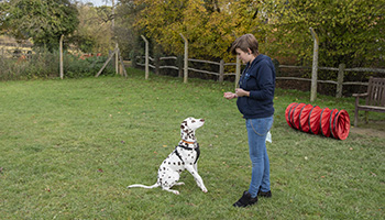 RSPCA Hondentraining