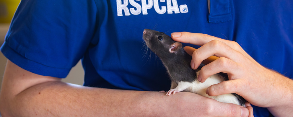 An RSPCA worker in a blue t shirt holding a grey and white rat.