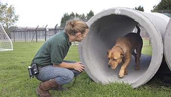 treinamento rspca para cães esconde-esconde