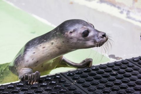 Are Seals Dangerous To Dogs