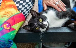 animal centre volunteer bonding with a rescued cat during cost-of-living crisis.