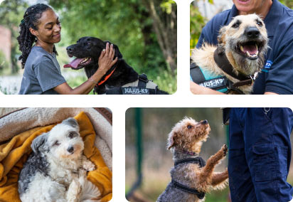 Rspca dog store kennels near me