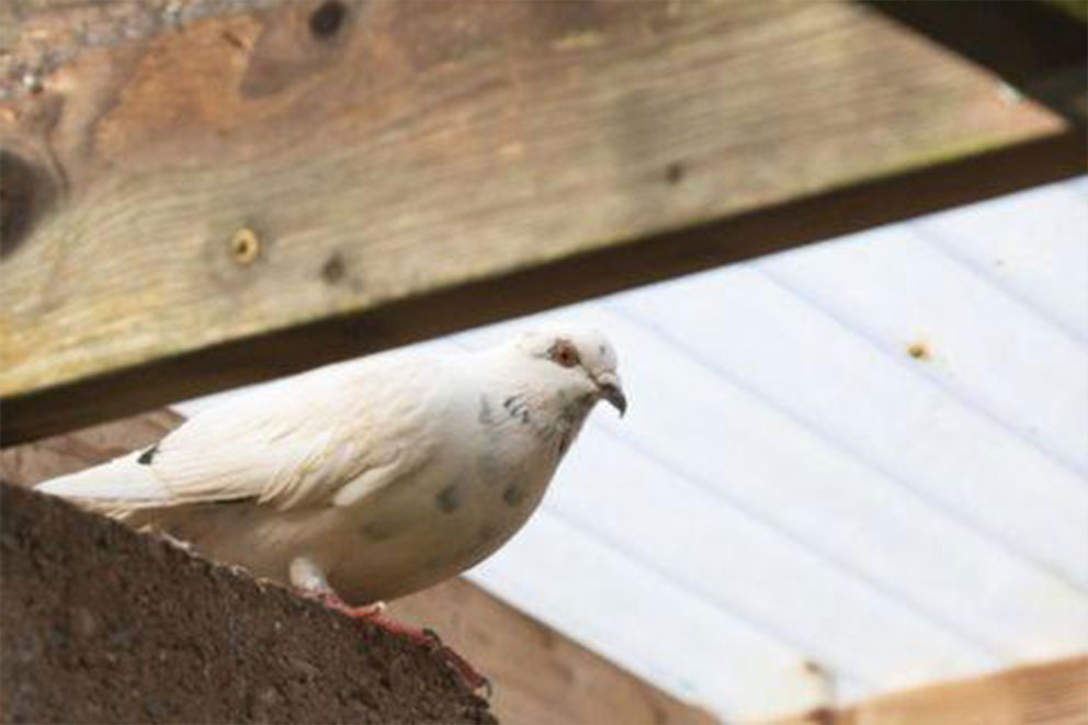 White pigeon with a broken foot perched on rafters