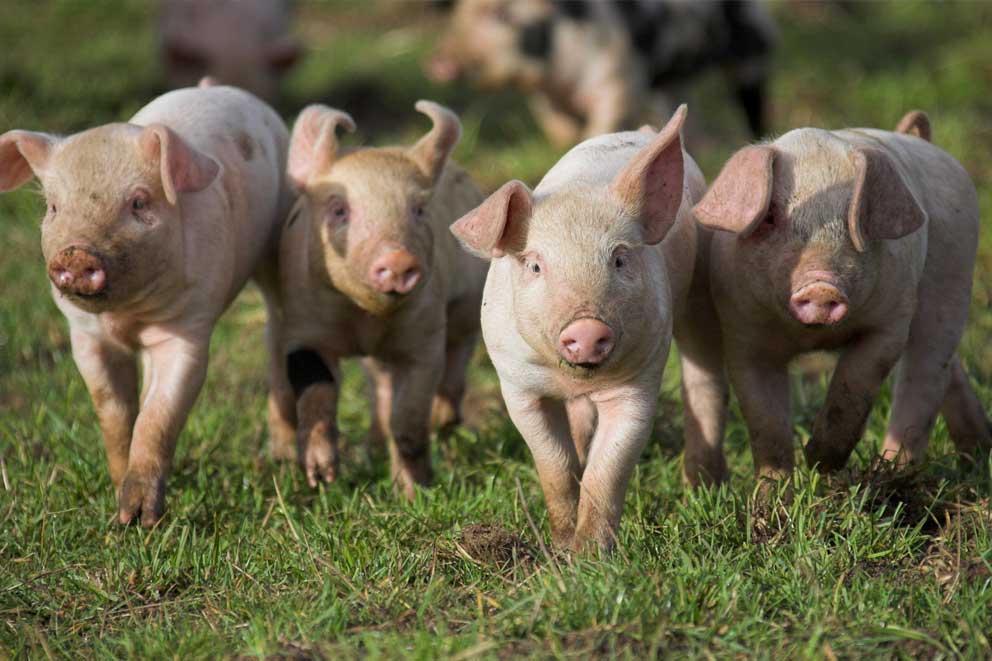 Four piglets together outside in a field.