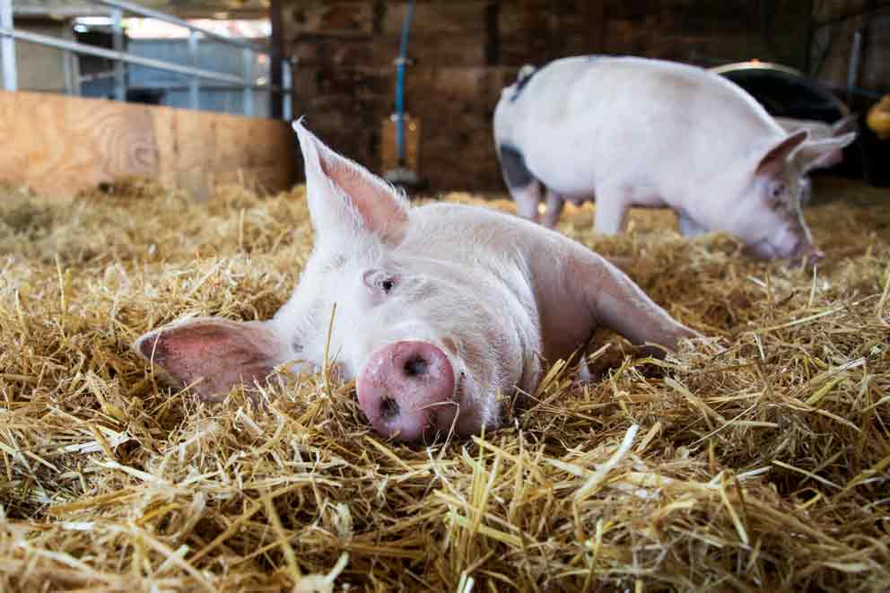 A pig cooling off in the hay on a hot summer's day.