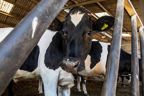 Beef cattle in a cow stall on RSPCA assured Barracks farm in Surrey.