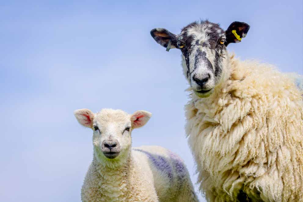 A ewe standing next to a lamb against a blue sky.