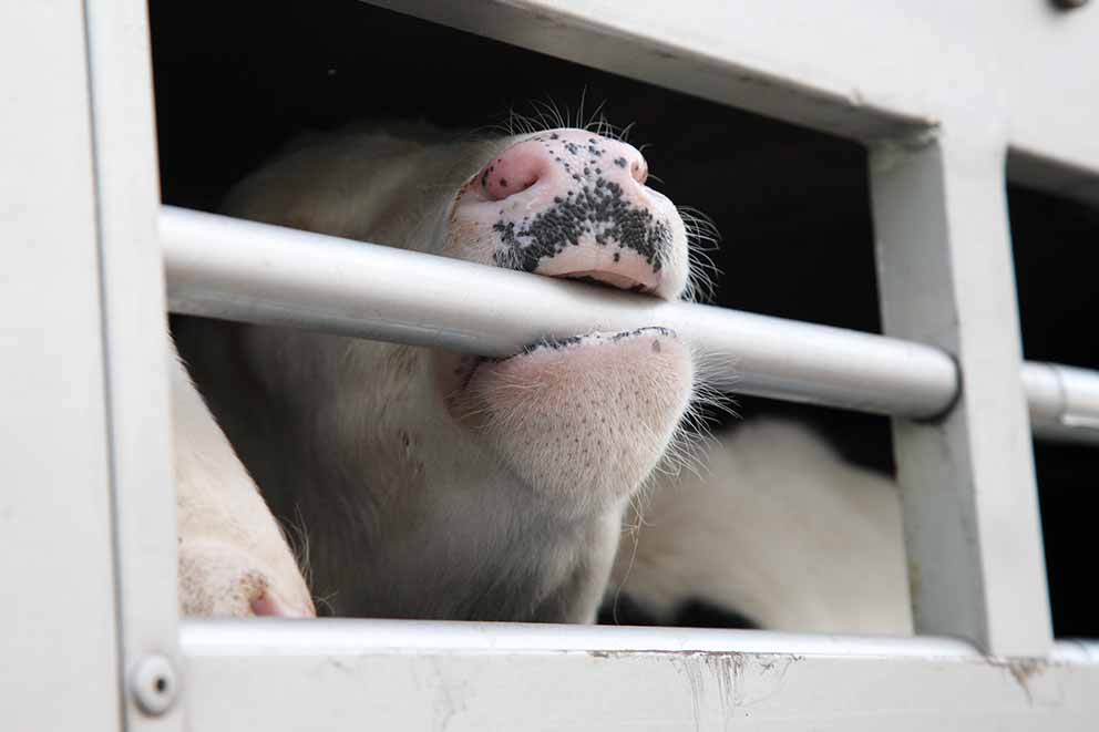 A cow biting down on the side of the truck that its being transported in.