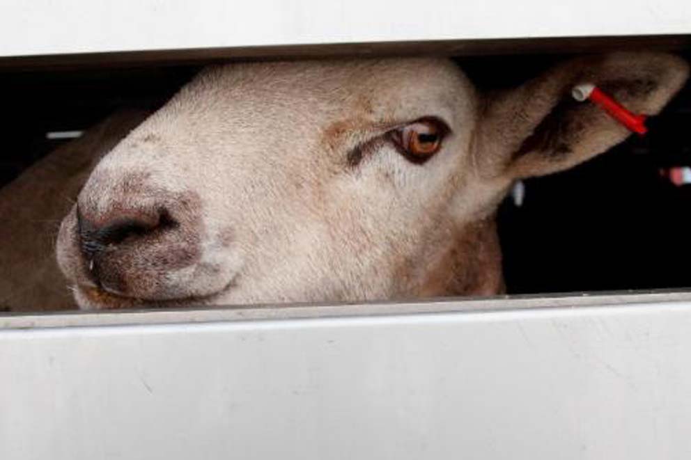 Close-up of a sheep's face through the bars of of a truck.