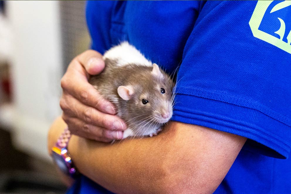 A domestic rat held by an RSPCA animal care assistant.
